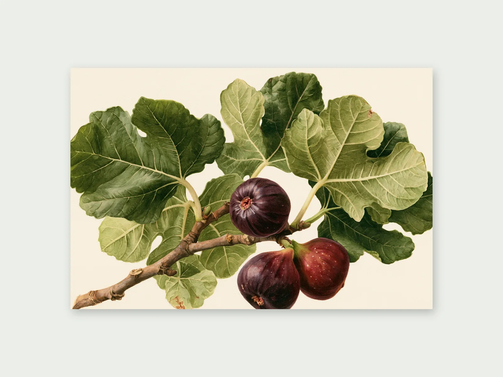 The original fig painting file on a plain background