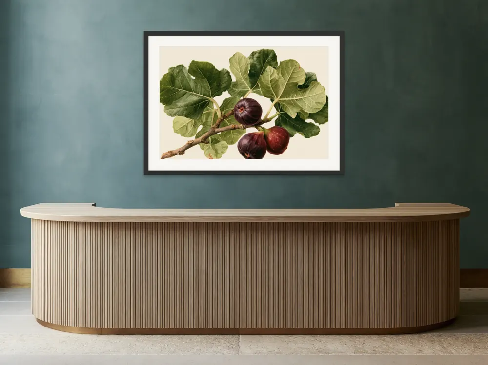 A watercolour fig botanical as a black framed print with a white mat in the Petrol reception counter
